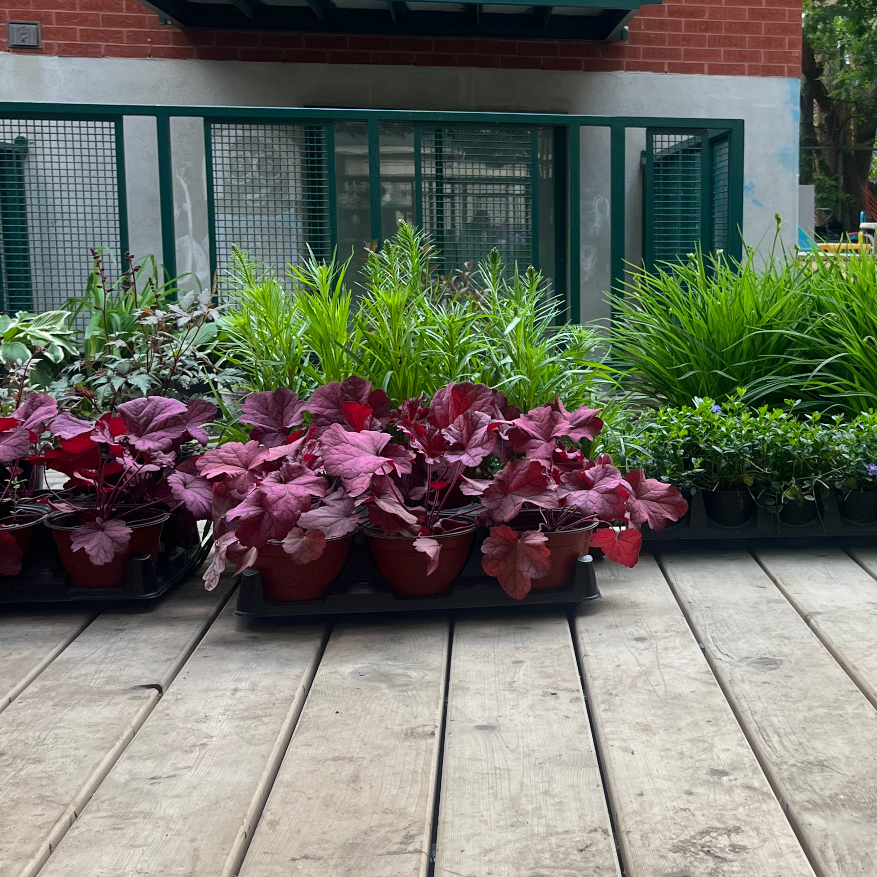 Le Reverdissement (3)